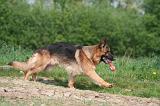 BERGER ALLEMAND 1407